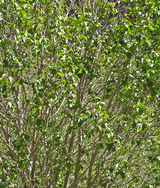 Southwest Colorado Wildflowers, Alnus incana